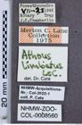 Etiketten zu Athous limbatus (NHMW-ZOO-COL-0008560)